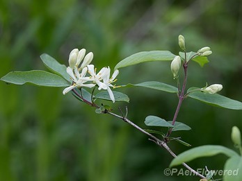 Flowers, flower buds and leaves